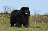CHOW CHOW 441